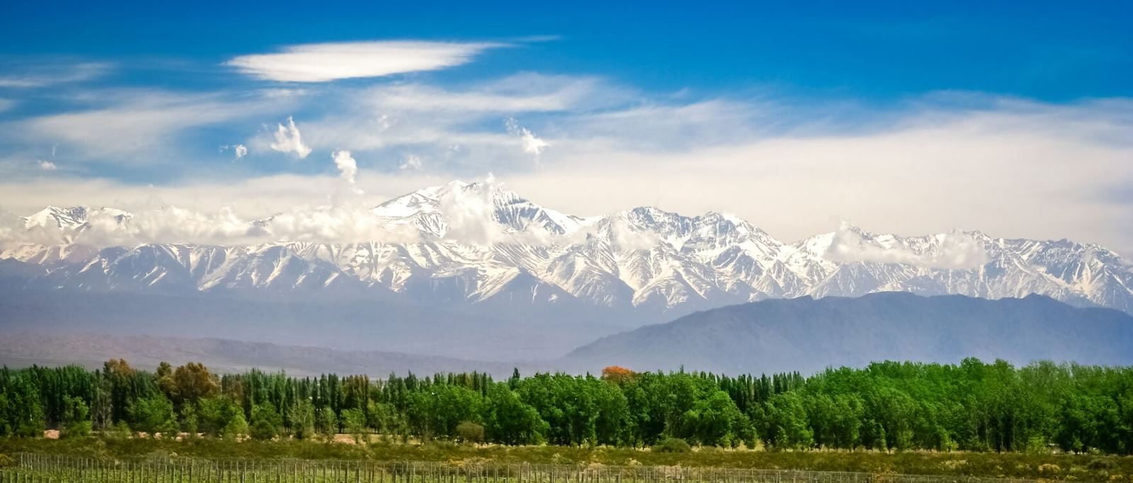 Viñedo en Mendoza con la Cordillera de los Andes nevada de fondo